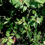 Rivina humilis.groseille.petiveriaceae.assimilé indigène..jpeg